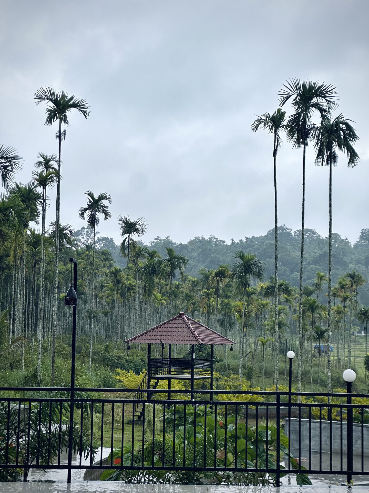 Gazebo among areca palms in rain